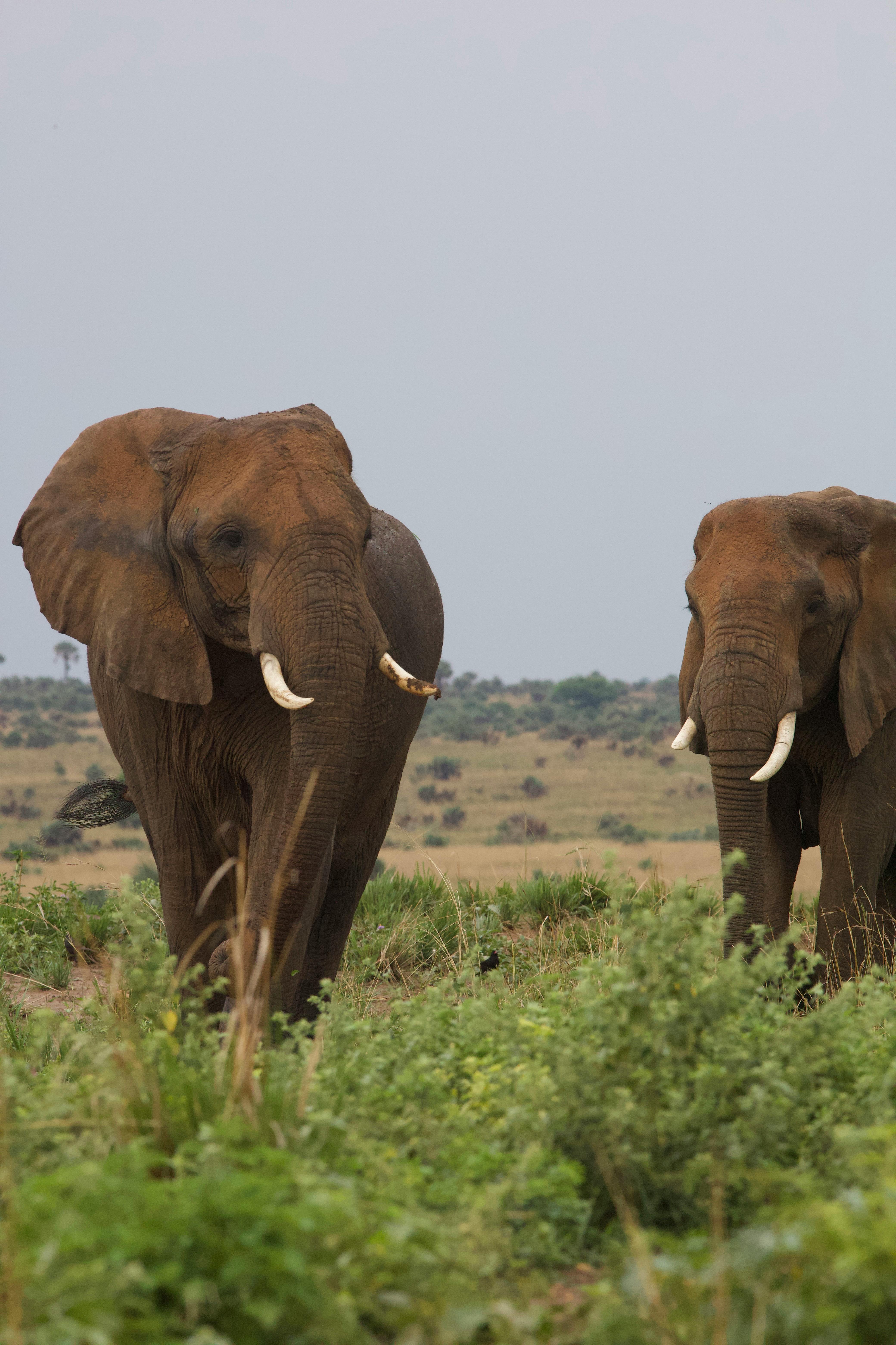 African elephant in Uganda