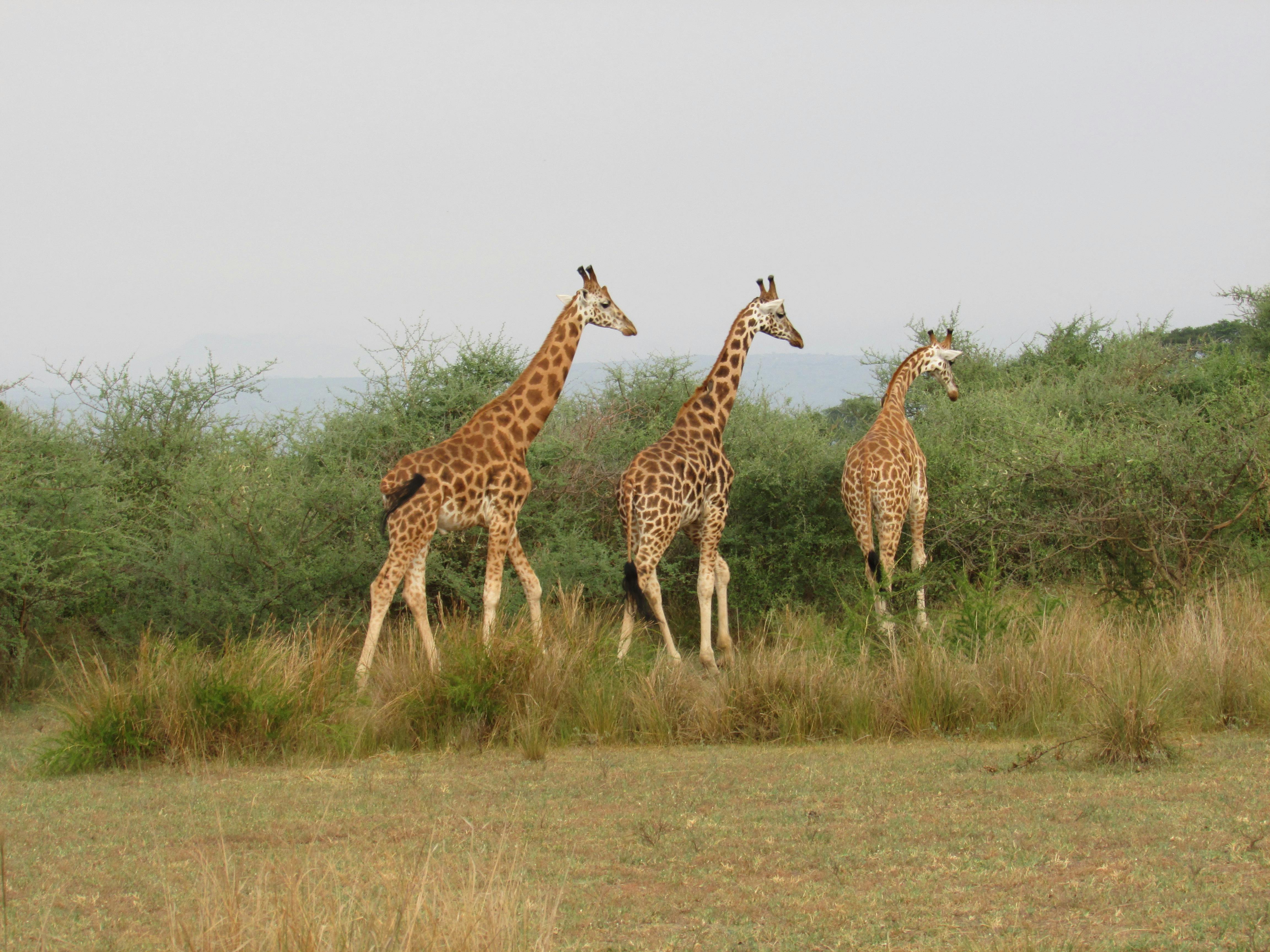 Giraffes in Uganda