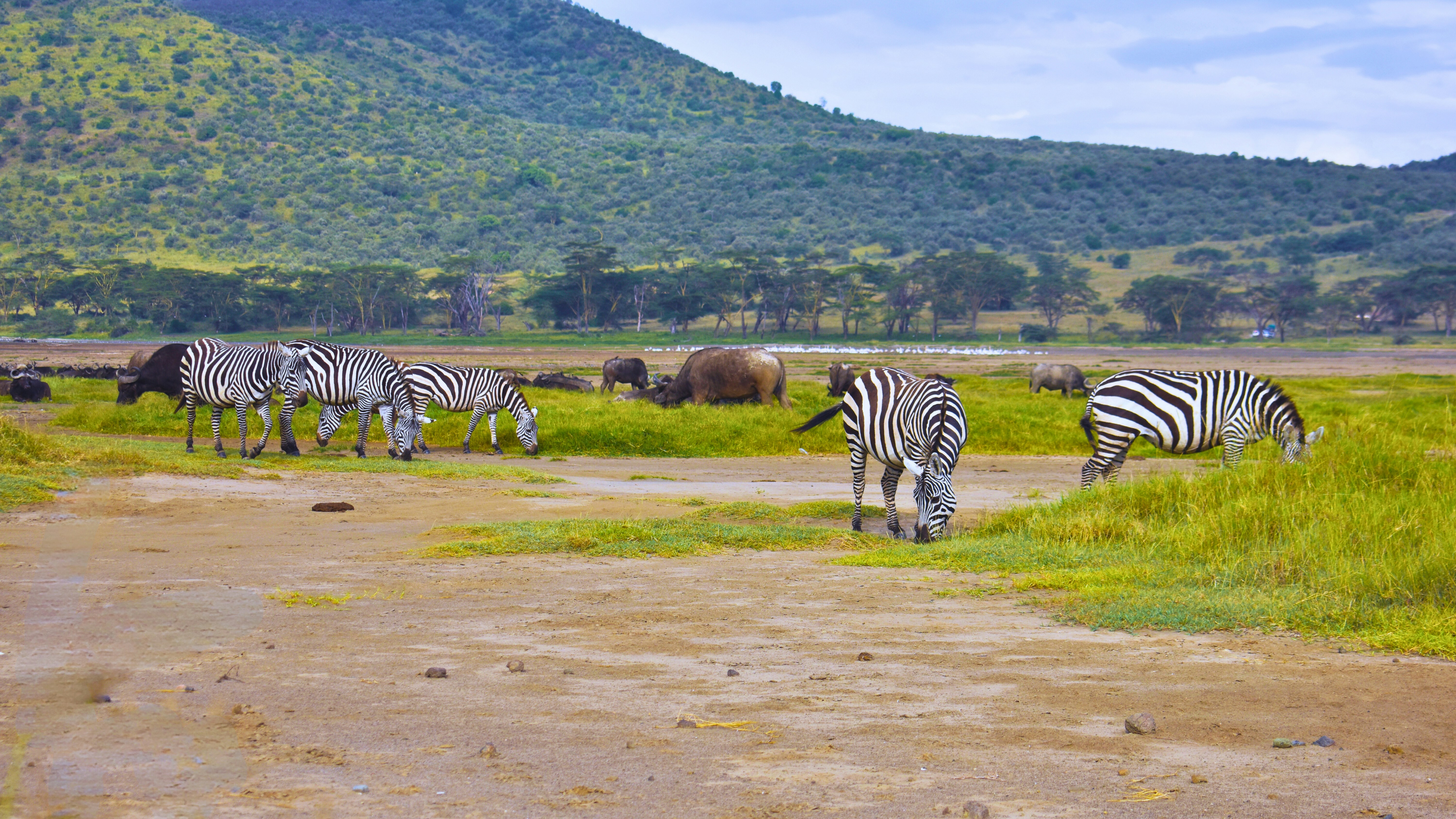 Zebras in Uganda