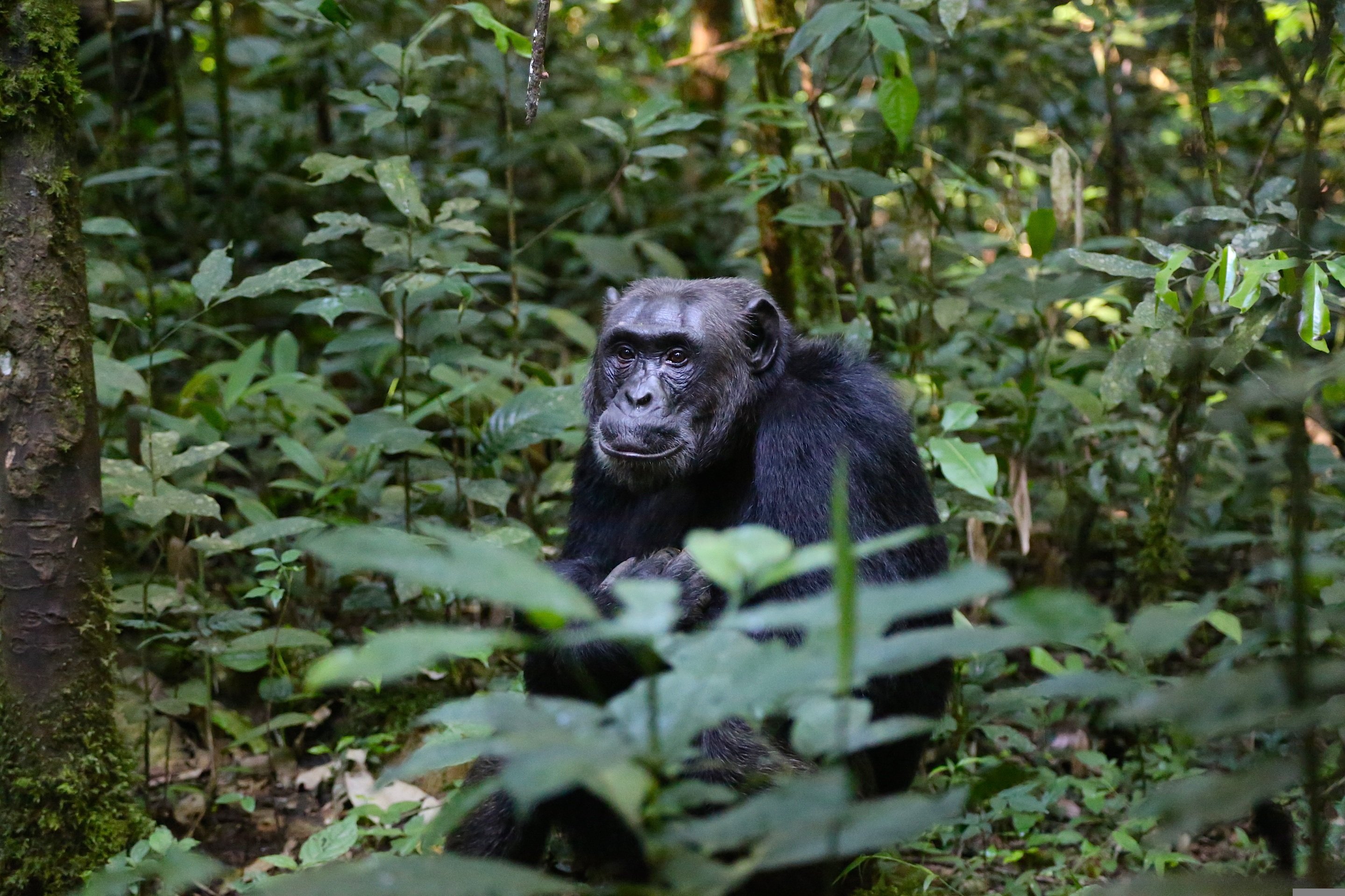 Chimpanzees in Bwindi