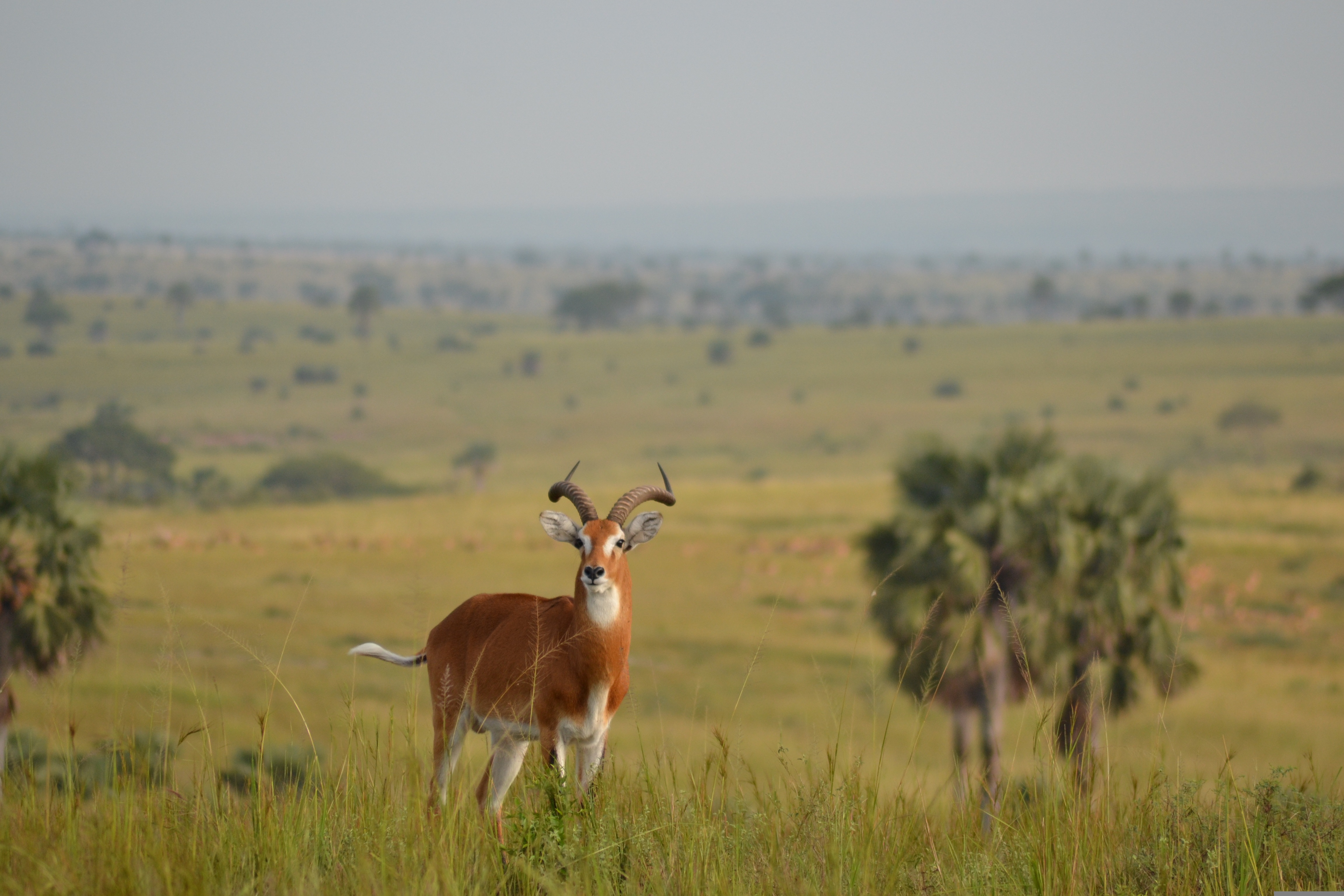 Queen Elizabeth Wildlife