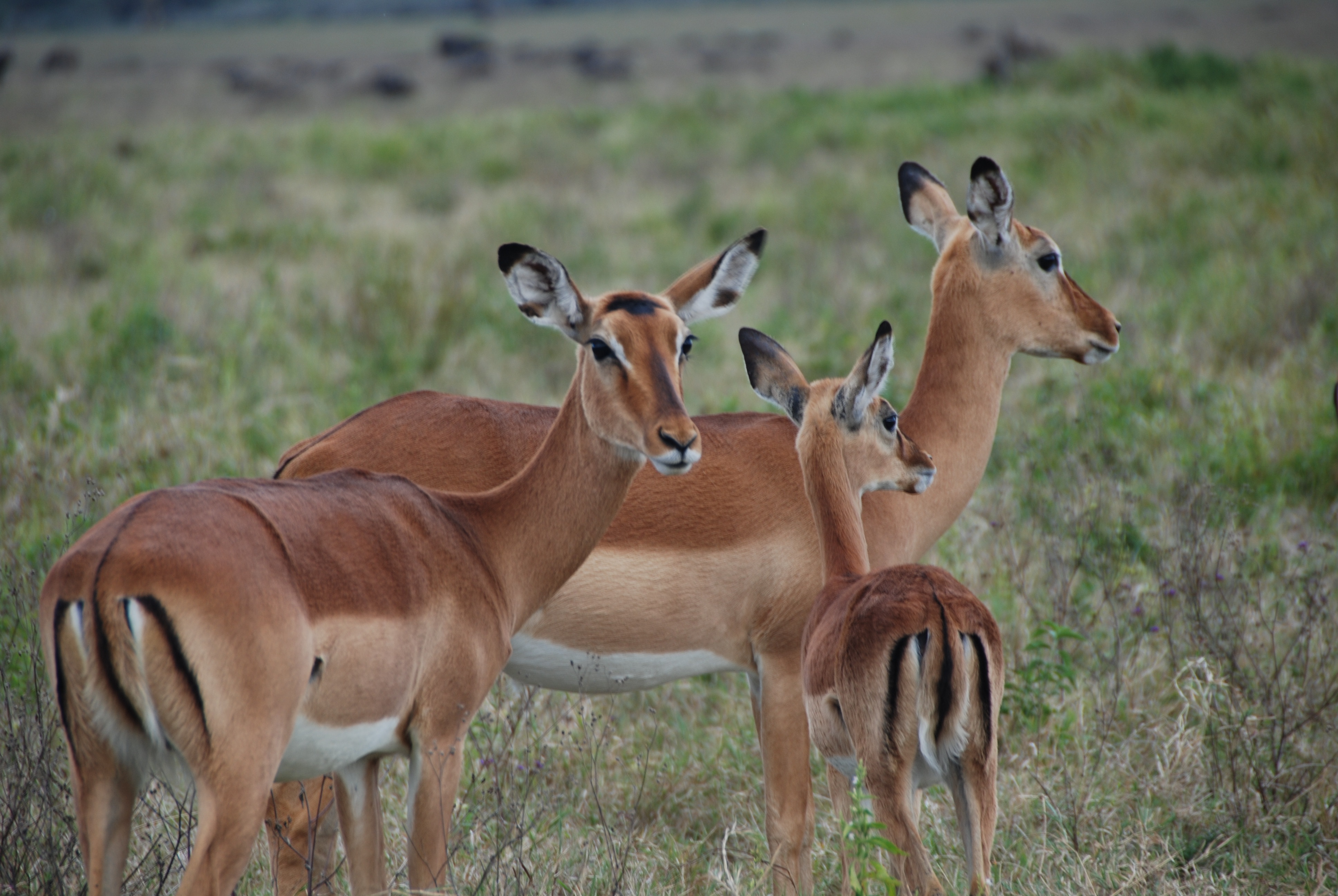 Uganda's Diverse Wildlife