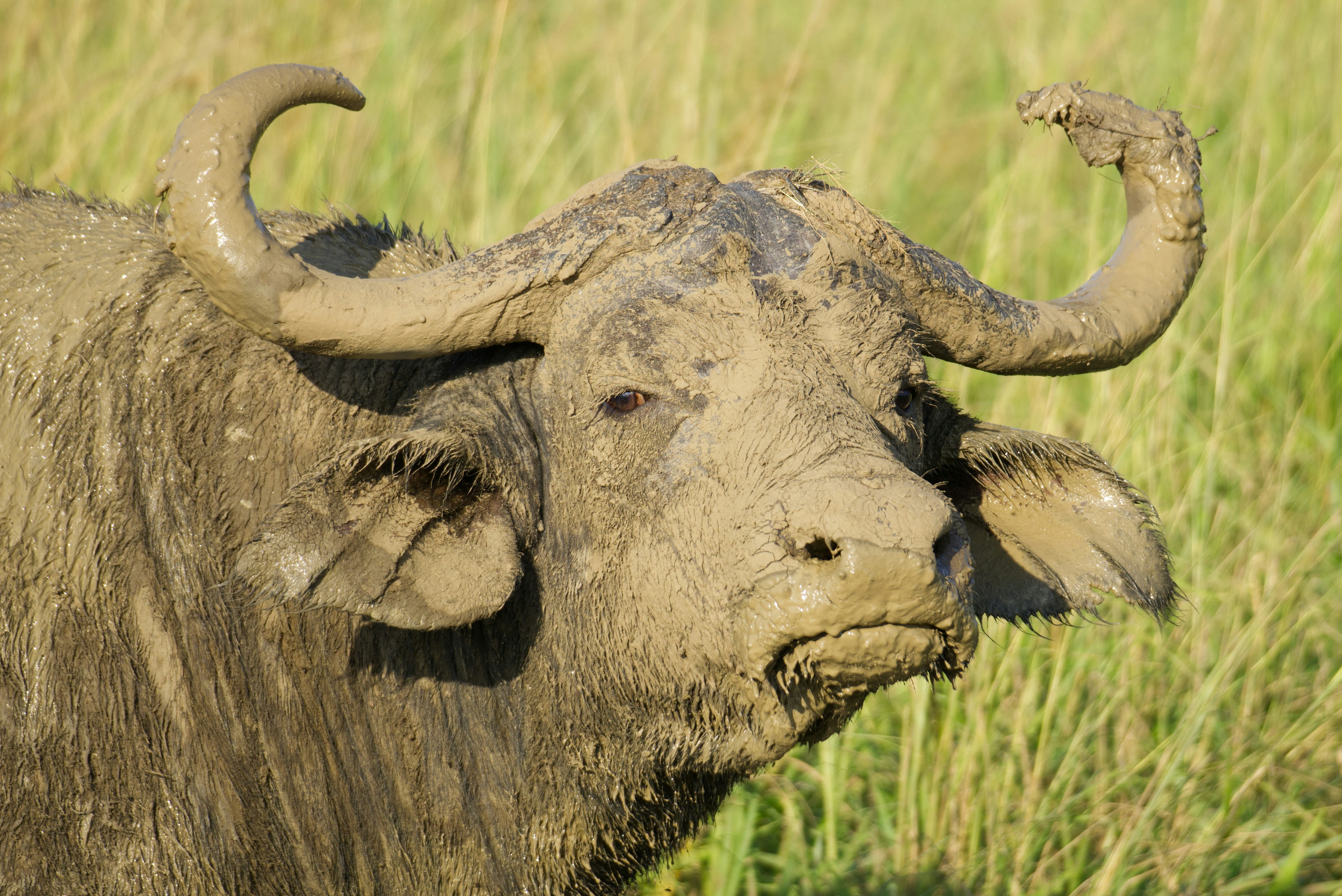 Wildlife in Central Uganda
