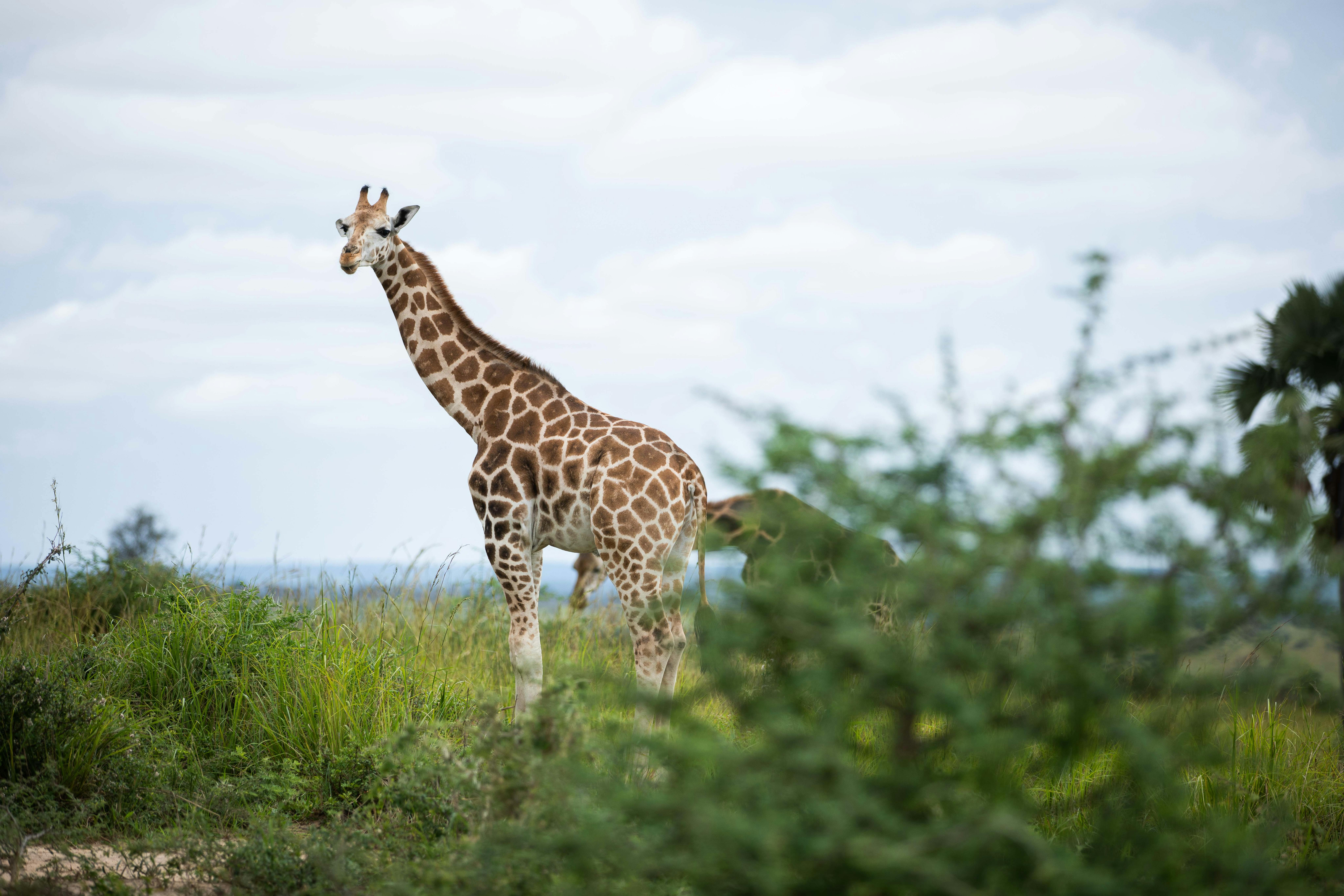 Wildlife in Northern Uganda